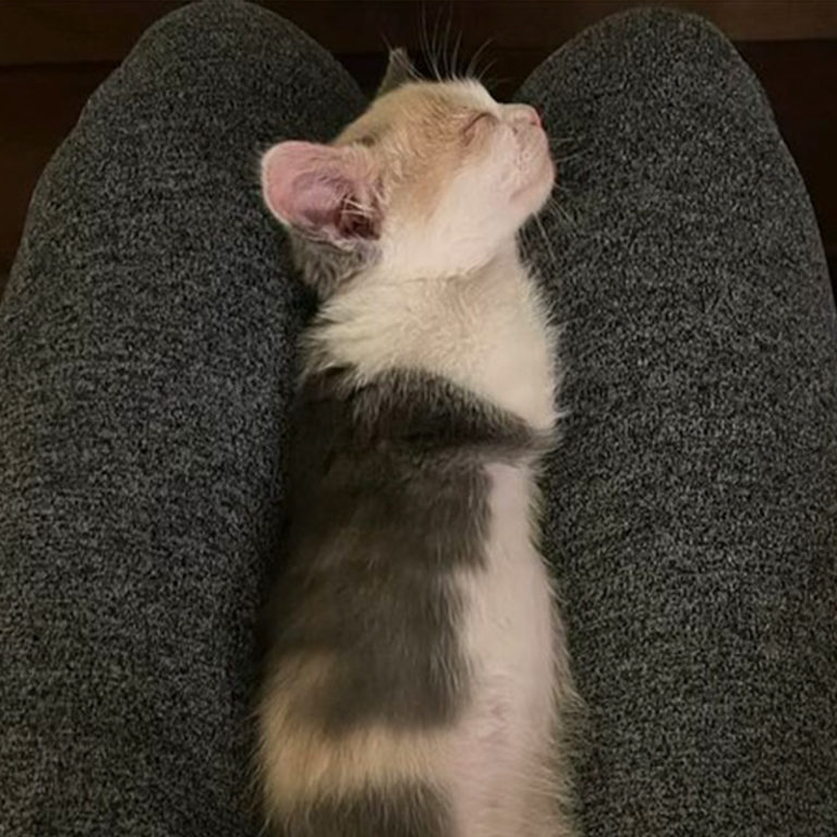 Squish the Kitten 'Draw Me Like One of Your French Girls'