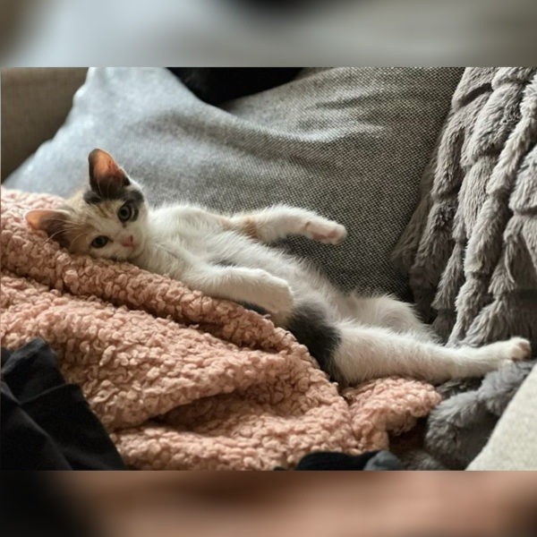 Squish the Kitten 'Draw Me Like One of Your French Girls'