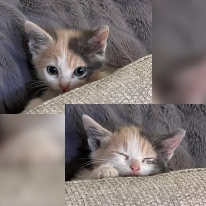 Cute calico kitten closeups