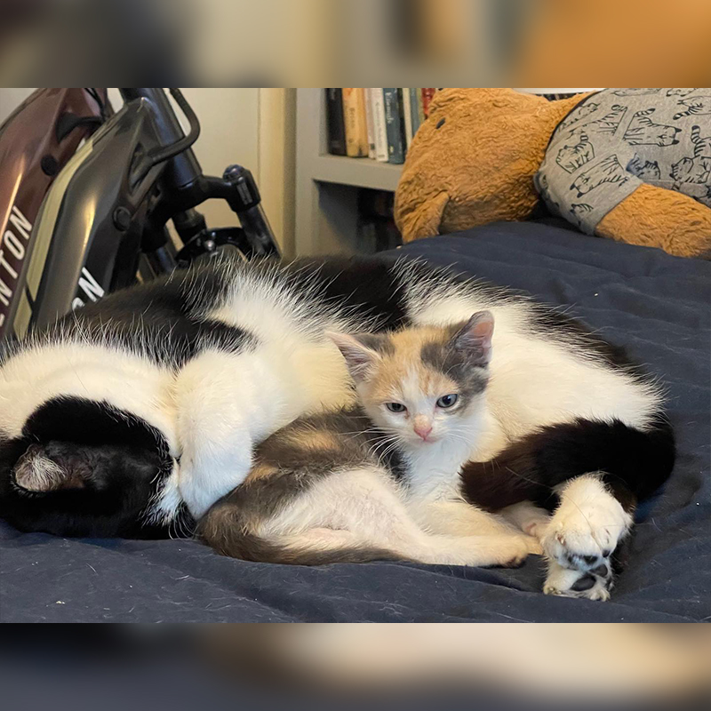 Calico kitten with black and white older cat cuddling