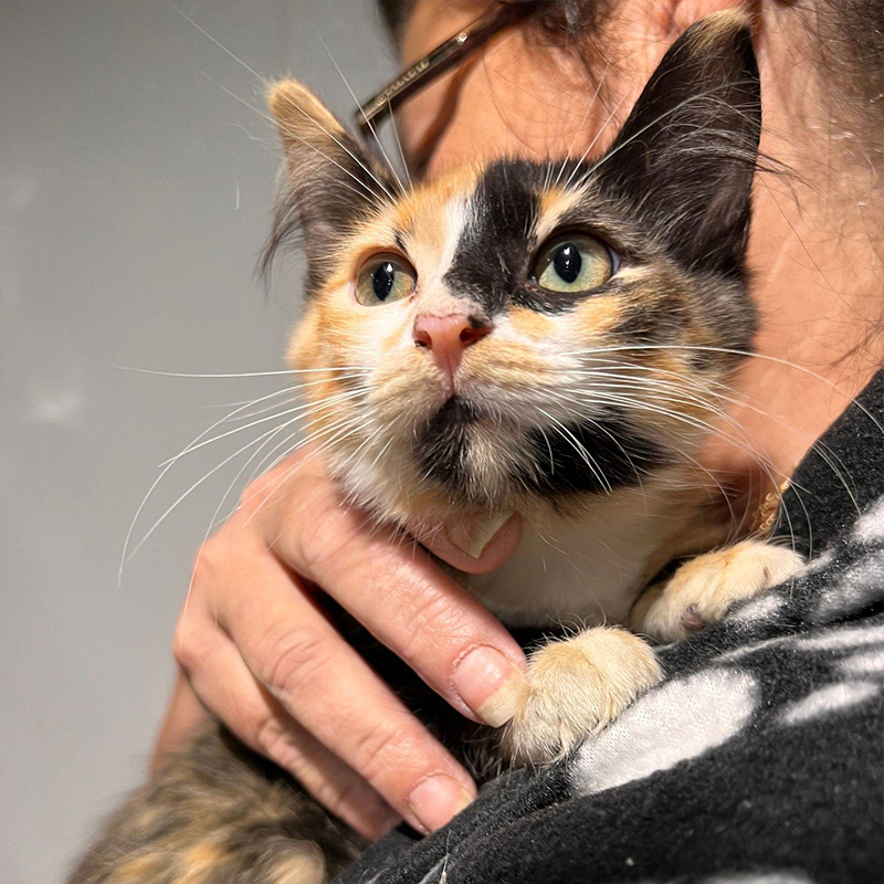 Calico cat saved at Humane Society, Tampa