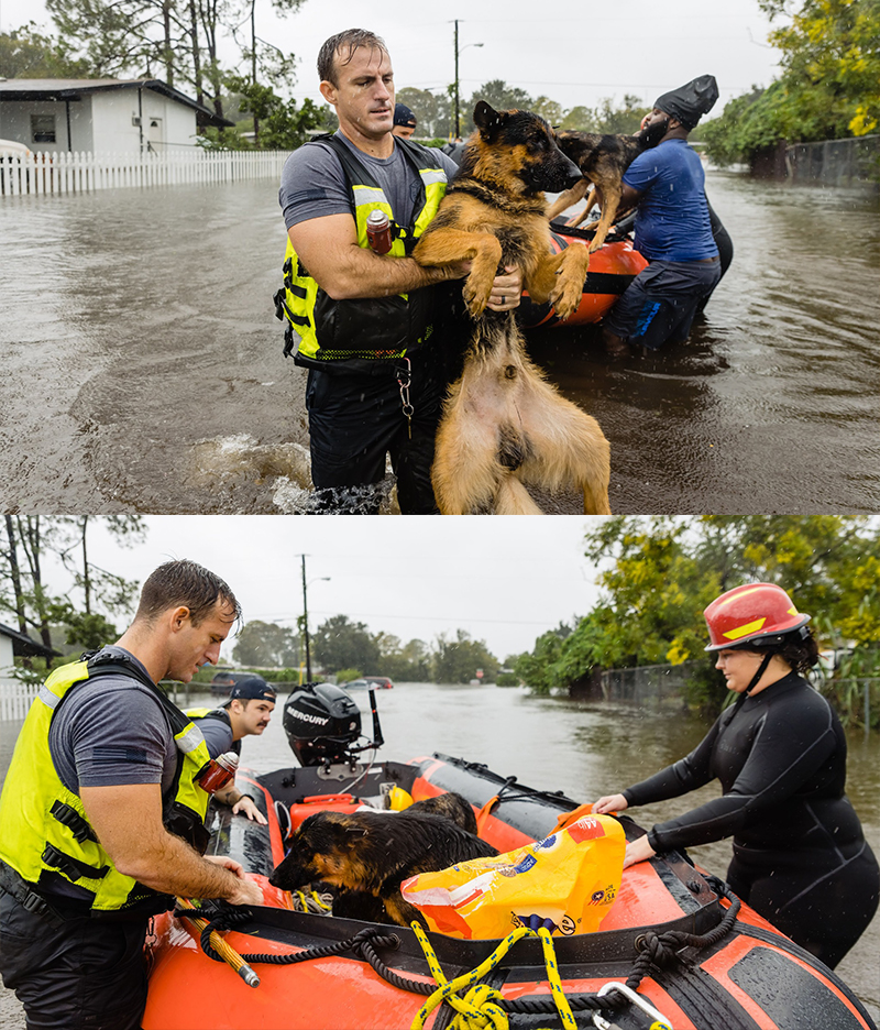 Officers save puppies in boat after hurricane