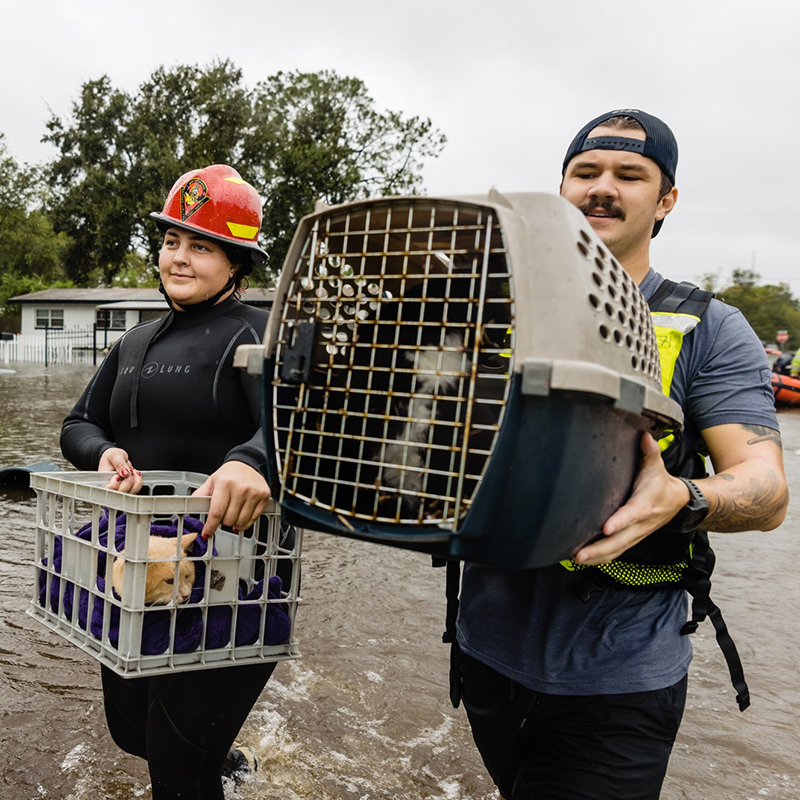 Rescuers carry cats in carriers through stormwater