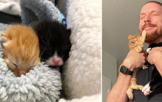 foster kittens Tic and Tac, Conor Malone, Mini Cat Town, San Jose, California