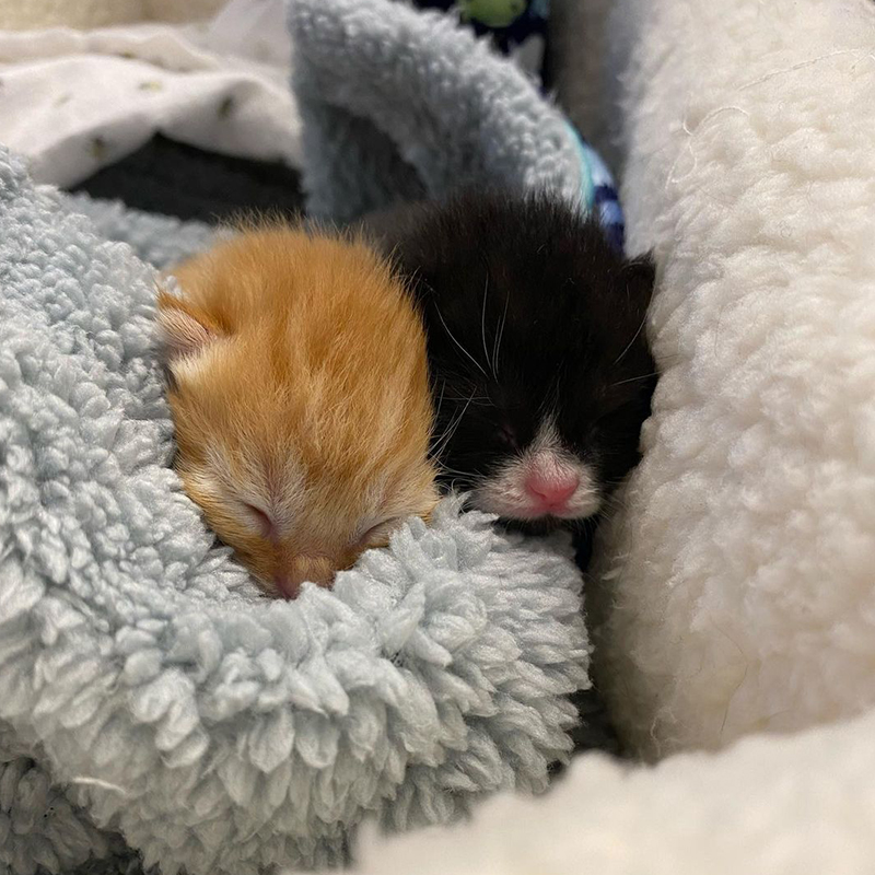 Tiny foster kittens