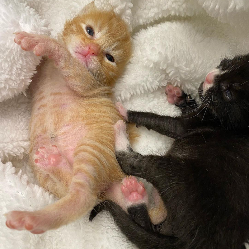 Ginger kitten with tuxedo kitten