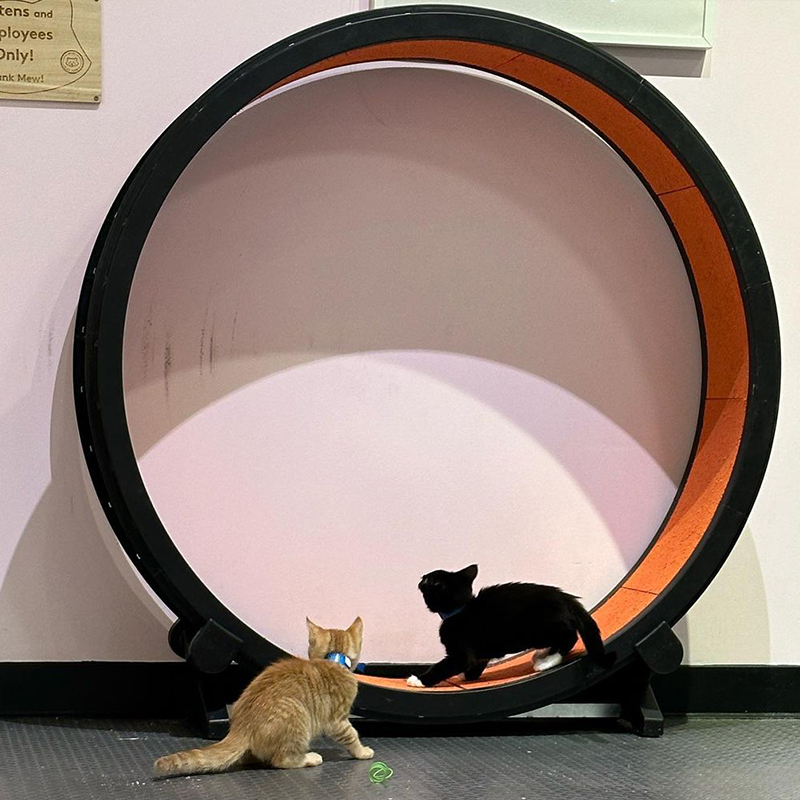 All grown up, kittens explore Mini Cat Town adoption center in San Jose, CA