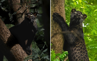 Black leopard seen in Pench National Park, photographer Haritri Goswami