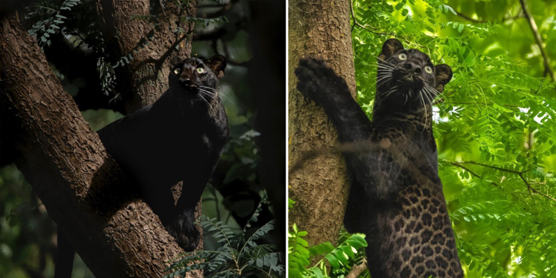 Stunning Rare Wild Black Leopard Photographed In India