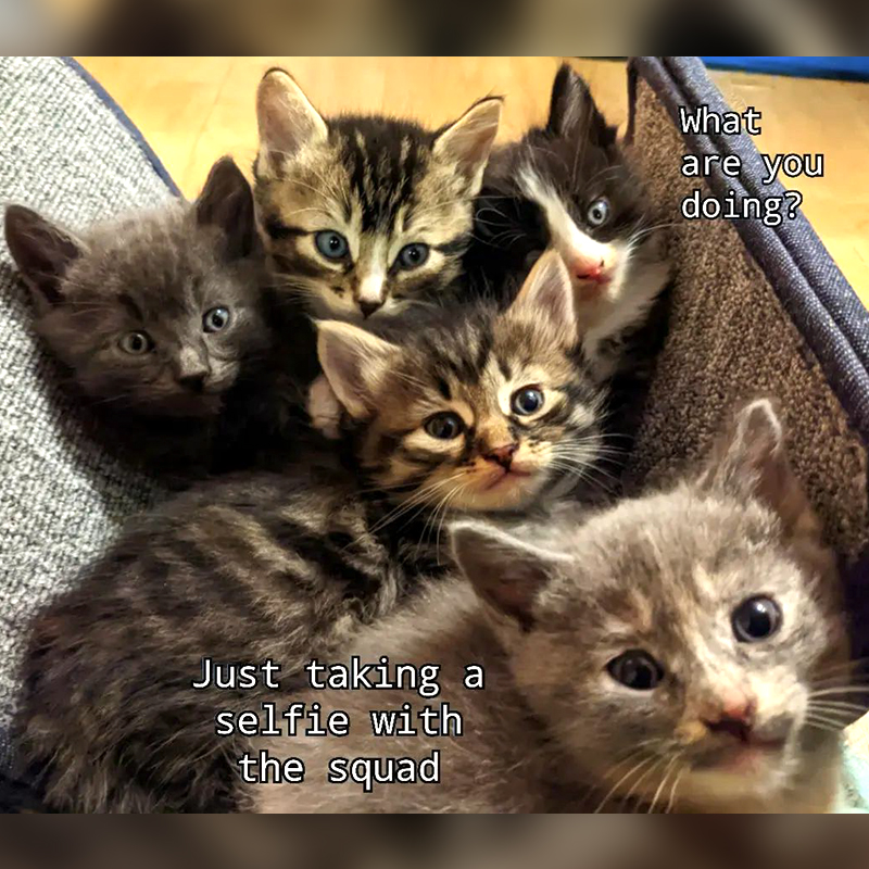 Rescued kittens in Newport, Oregon