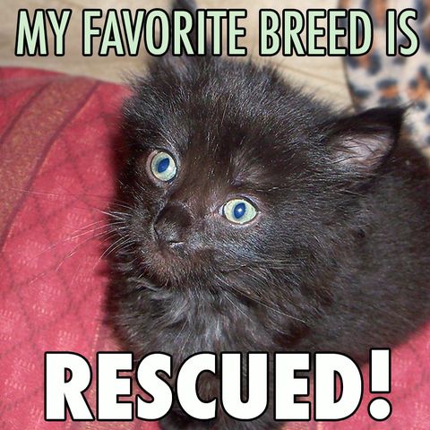 My favorite breed is rescued via Facebook/Cole and Marmalade