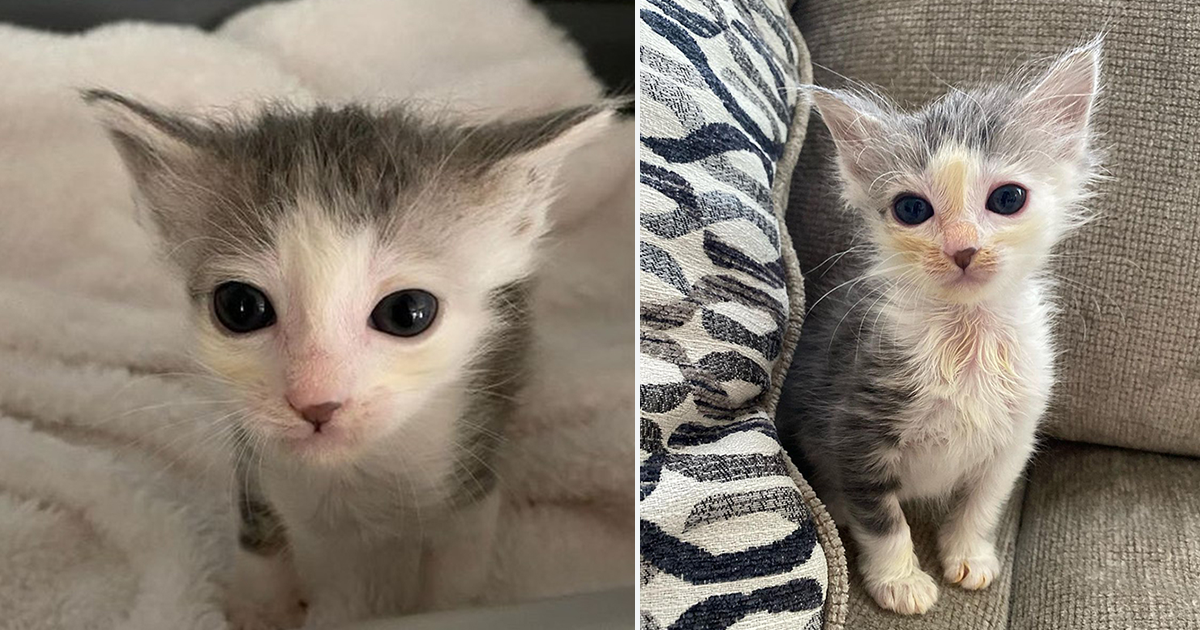 Adira the Kitten Overcomes Odds and Grows Strong in Foster Care