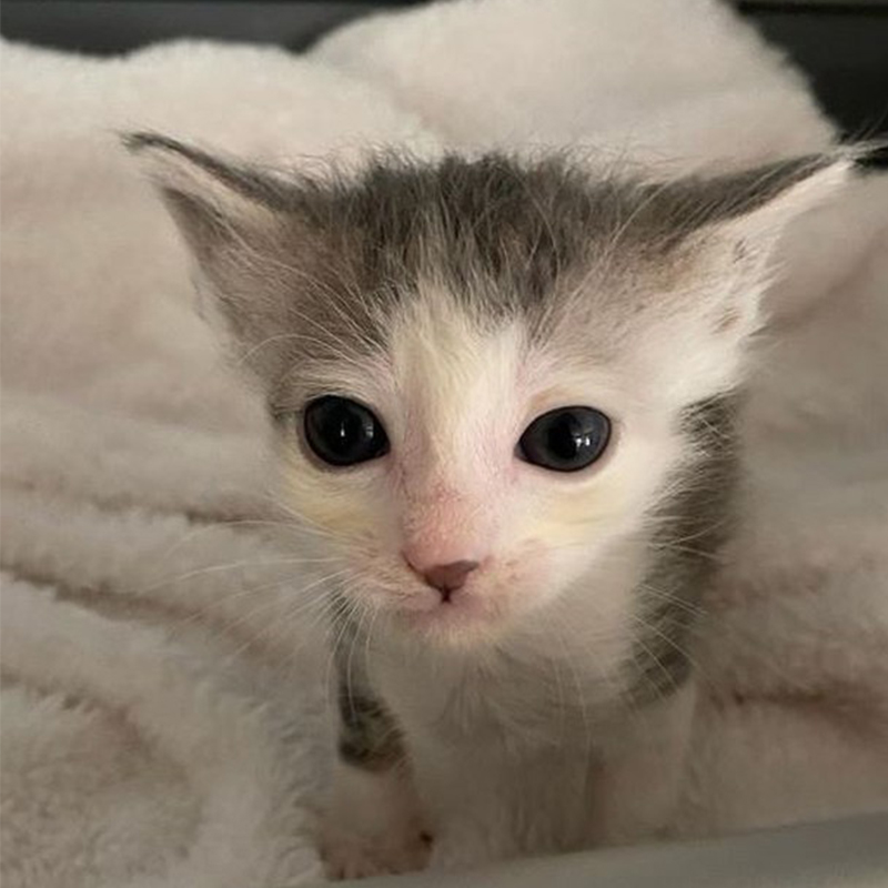 Adira the tiny foster kitten in Beaverton