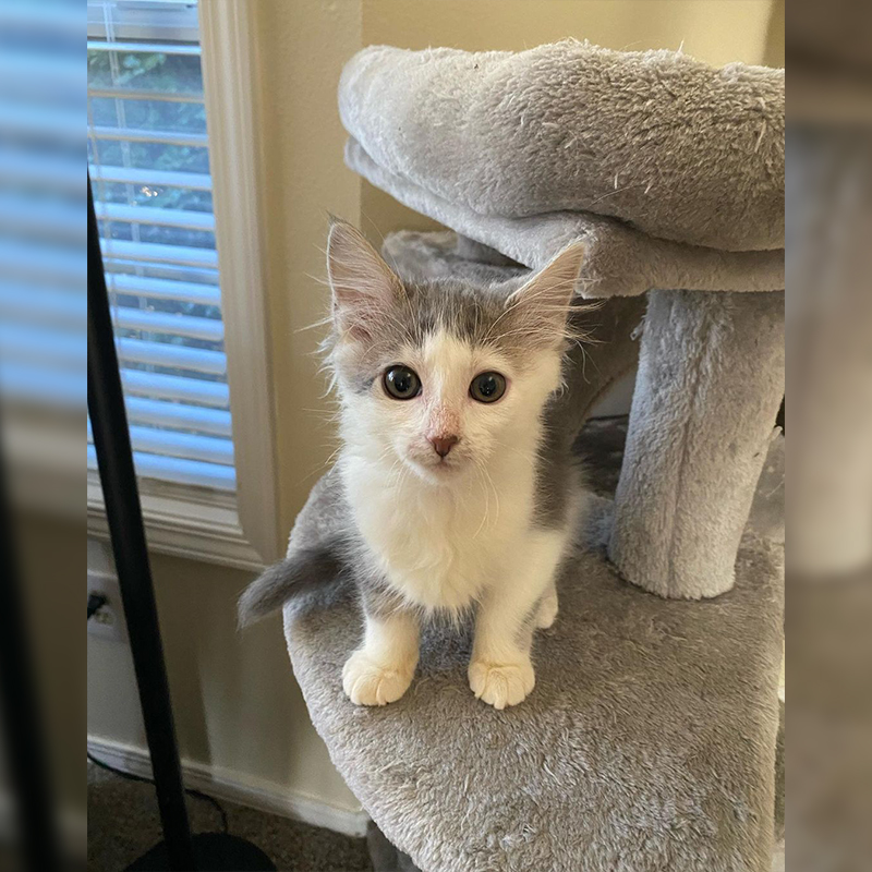 Grey and white kitten on a cat tree