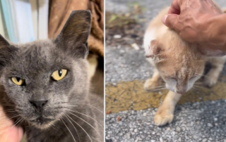 Animal Friends Project, Delray Beach, mama cat rescue, forgotten cats, Florida