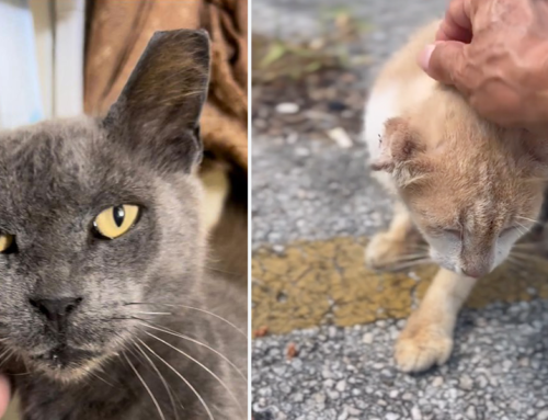 Florida Animal Friends Save Forgotten Cats Waiting to Be Seen