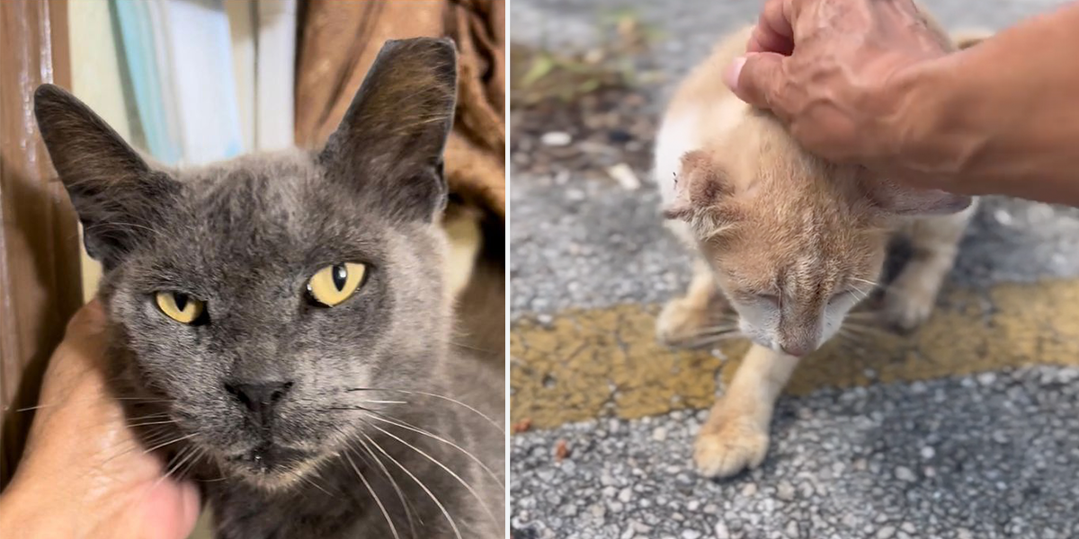 Animal Friends Project, Delray Beach, mama cat rescue, forgotten cats, Florida
