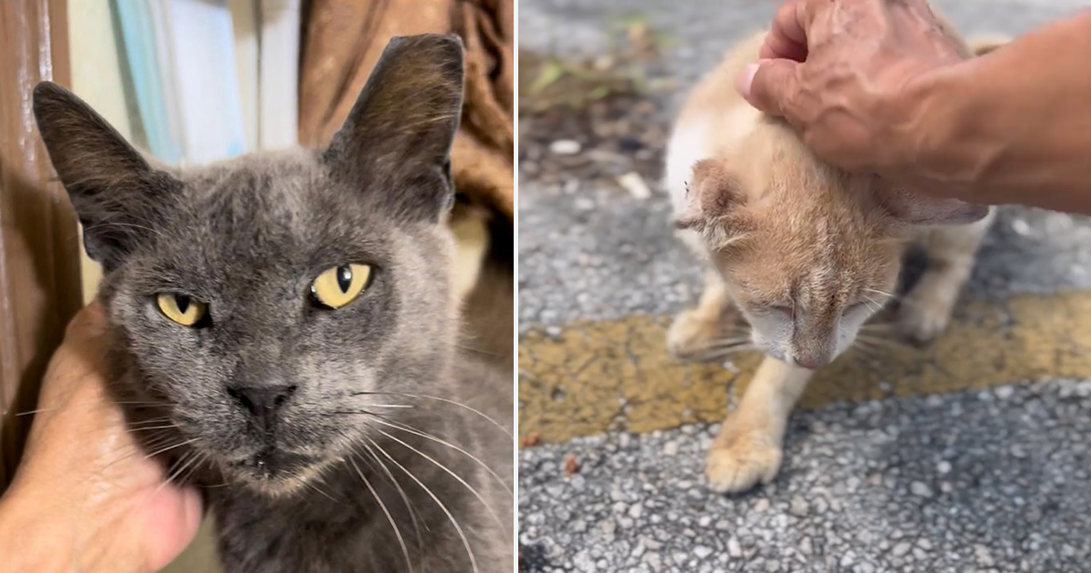 Florida Animal Friends Save Cats Waiting to Be Seen