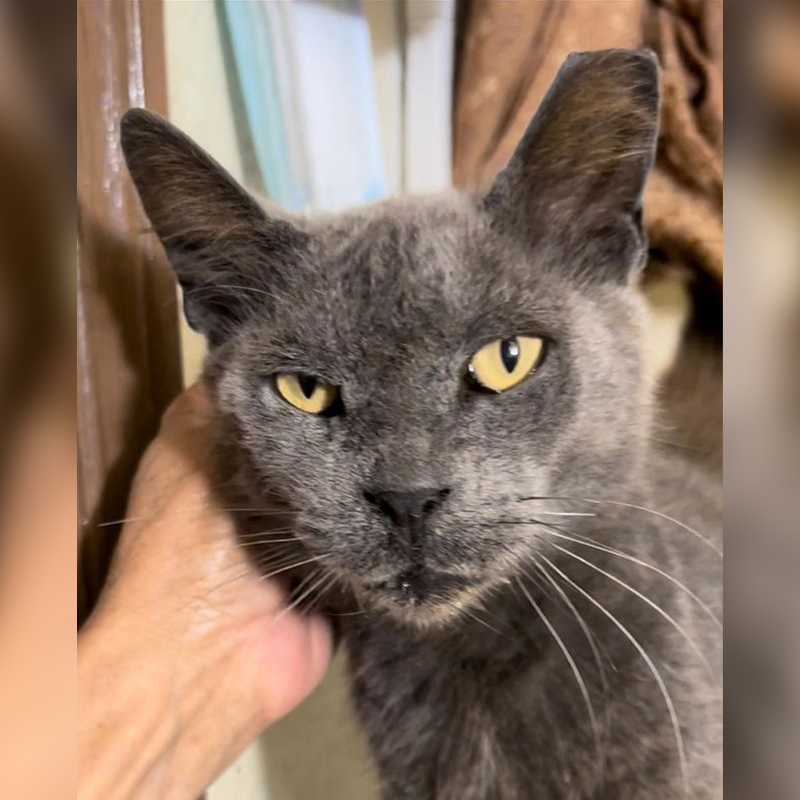 Grey adult cat rescued in Florida