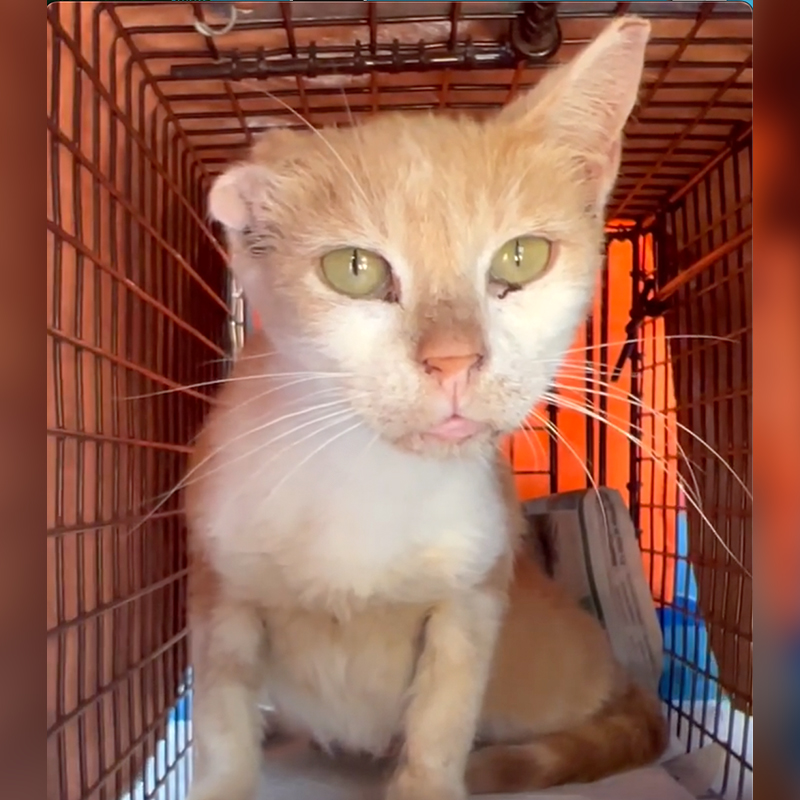 Mama cat rescued with Florida Sunshine Cats