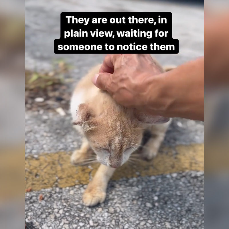 Mama cat, forgotten cat, Animal Friends Project, Florida Sunshine Cats