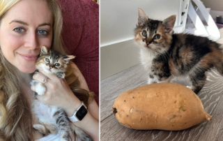 Potato kitten rescue, Ashley Morrison, Seattle, Youngest Old Cat Lady, Washington