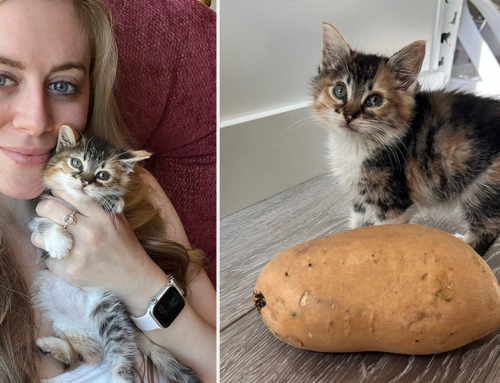 Rescuer Saves Tiny Kitten Who Goes from Sour to Sweet Potato