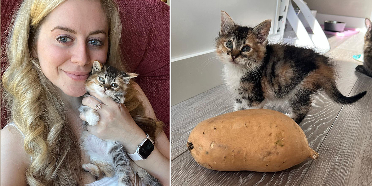 Potato kitten rescue, Ashley Morrison, Seattle, Youngest Old Cat Lady, Washington