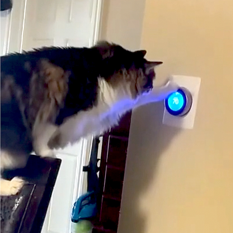 Thermostat cat, Babbs, lameadam on TIkTok
