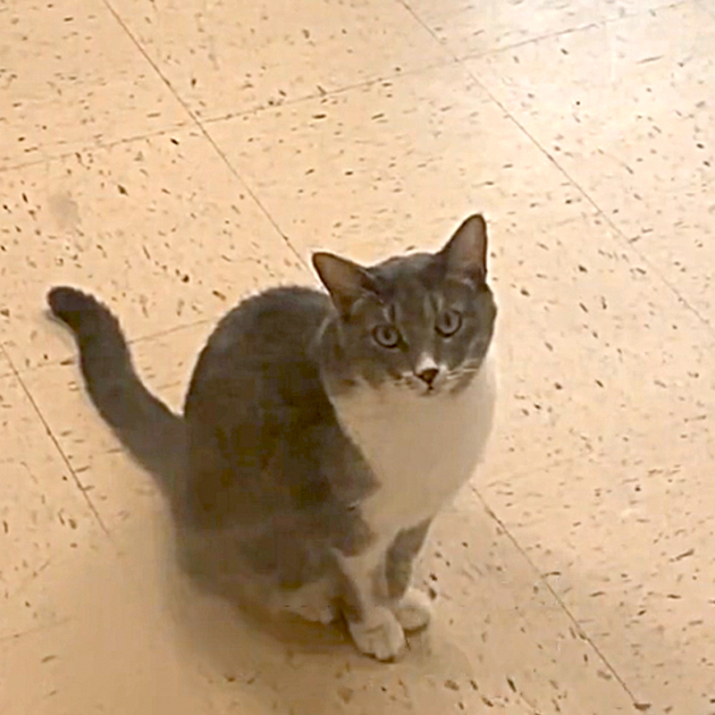 rescued kitty Bambi waits inside the door of the shelter