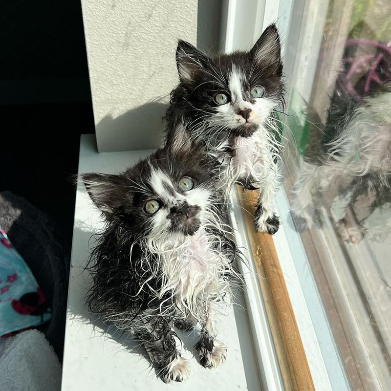 Wet kittens on a sunny windowsill