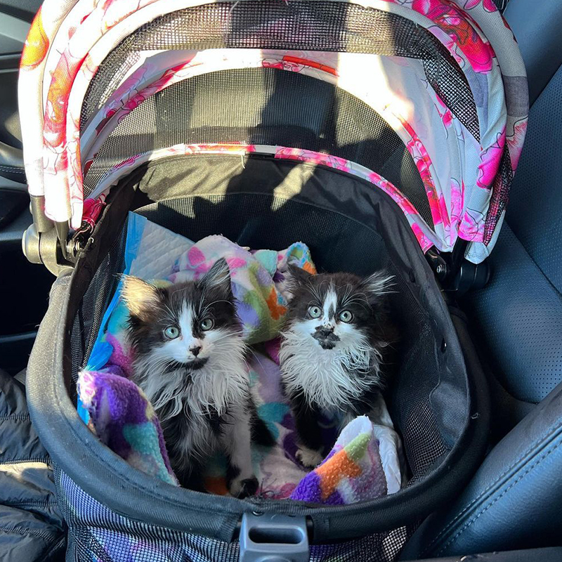 Tuxedo kittens riding in a colorful car carrier