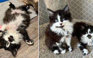 Angus, Bessy and Angus, Moo Cow Kittens, Ashley Morrison, Youngest Old Cat Lady, Seattle, Washington, rescued kittens