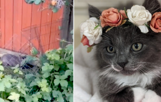 Regional Animal Protection Society, British Columbia, Blackberry the mama cat rescued with kittens and father cat Rip