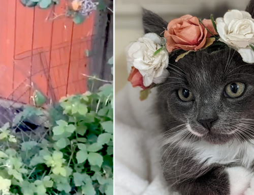 Rescuers Save Pregnant Mama Cat Blackberry and Family from Berry Patch