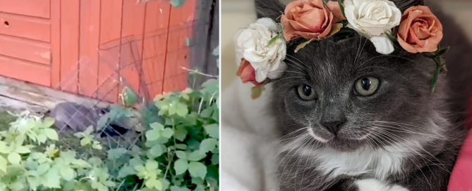 Regional Animal Protection Society, British Columbia, Blackberry the mama cat rescued with kittens and father cat Rip