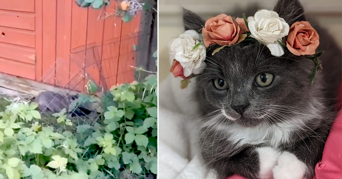 Rescuers Save Pregnant Mama Cat Blackberry from Berry Patch