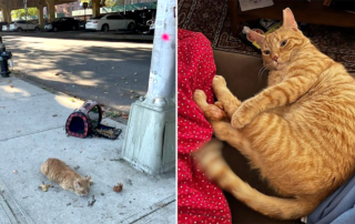 Brooklyn Cat Cafe, Abandoned Cowboy the Cat, Animal Care Centers of NYC
