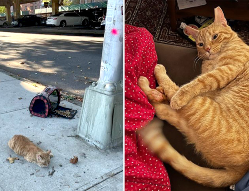 Brooklyn Rescuers Wrangle Cowboy Cat Out From Under Expressway