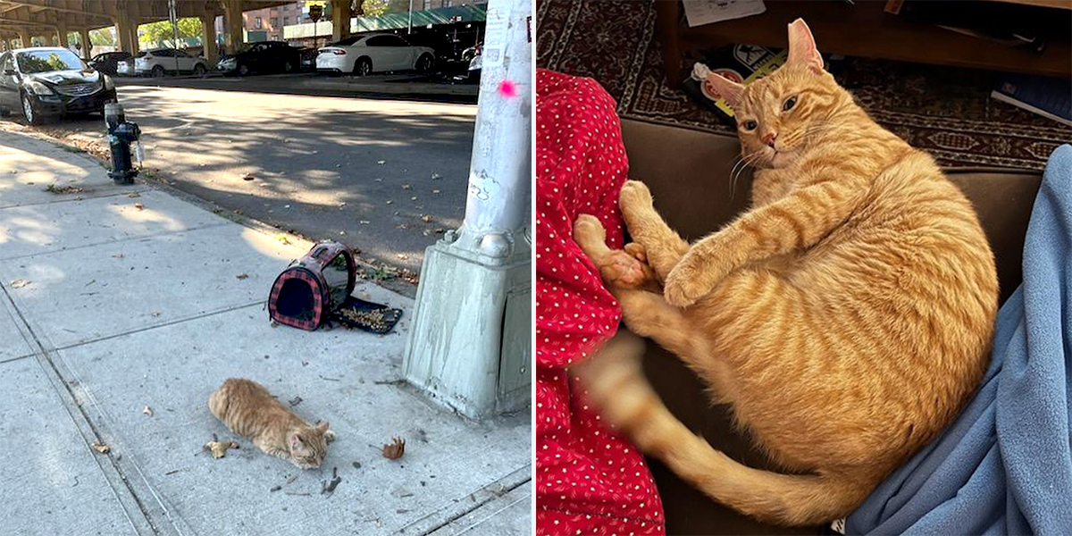 Brookly Rescuers Wrangle Cowboy Cat From Under Expressway