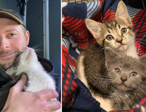 Cat Man Chris Rescues Kitten Siblings Meowing for Their Lost Mama