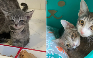 Mother Goose and kittens, jenfosterkittens, southern California, Clock, Silver tabby
