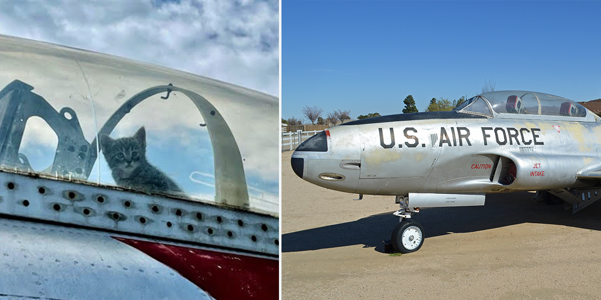 Hickory Aviation Museum, cockpit kittens, T-33 Shooting Star, airplane, feral cat, Phantom, North Carolina