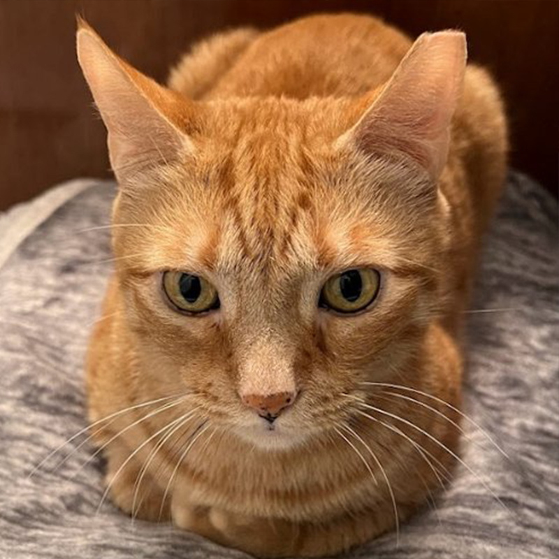 Ginger cat was found under the Brooklyn Queens Highway
