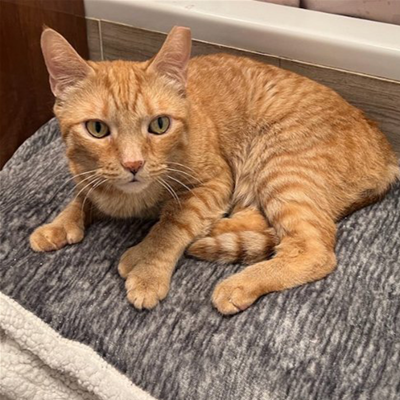 Ginger cat was found under the Brooklyn Queens Highway, a foster home