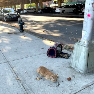 Brookly Rescuers Wrangle Cowboy Cat From Under Expressway