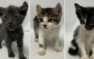 Little Wanderers NYC, kittens with curled ears, Bronx, Manhattan, neonatal isoerythroylsis