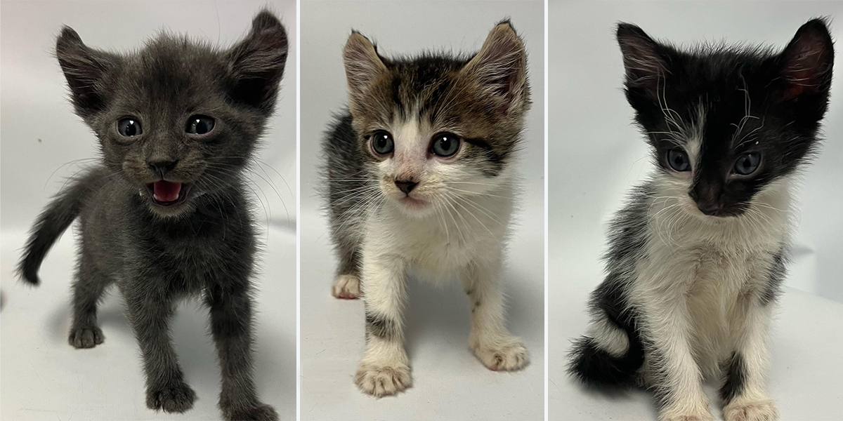 Little Wanderers NYC, kittens with curled ears, Bronx, Manhattan, neonatal isoerythroylsis