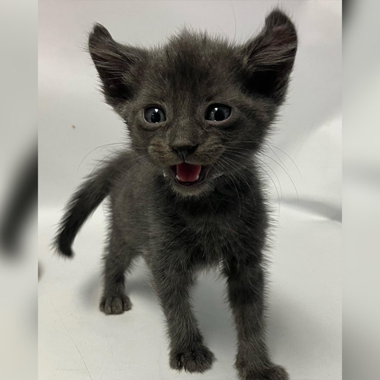 Bronx Rescuers Save Mama Cat and Kittens with Curled Ears