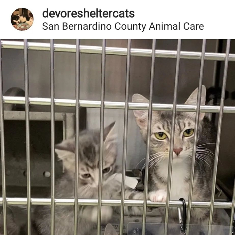 The Devore Animal Shelter post about Mother Goose and her litter